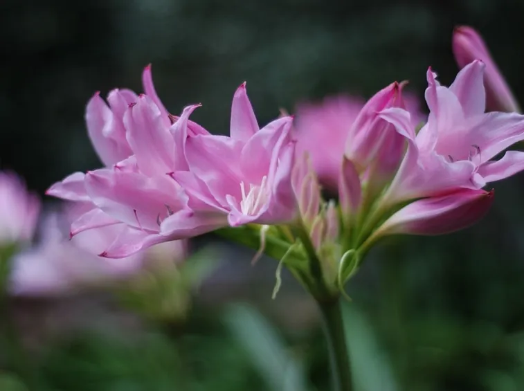 amarcrinum