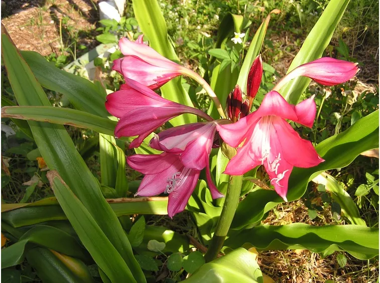 crinodonna fiori