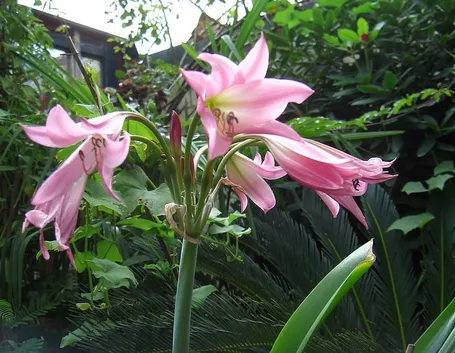 Crinum 