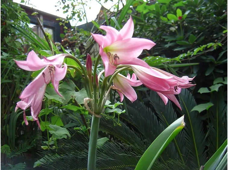 Crinum 
