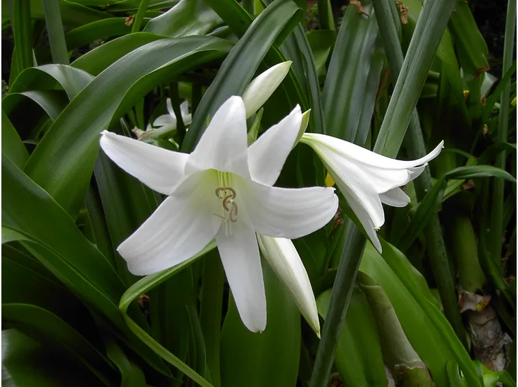 Crinum powellii alba