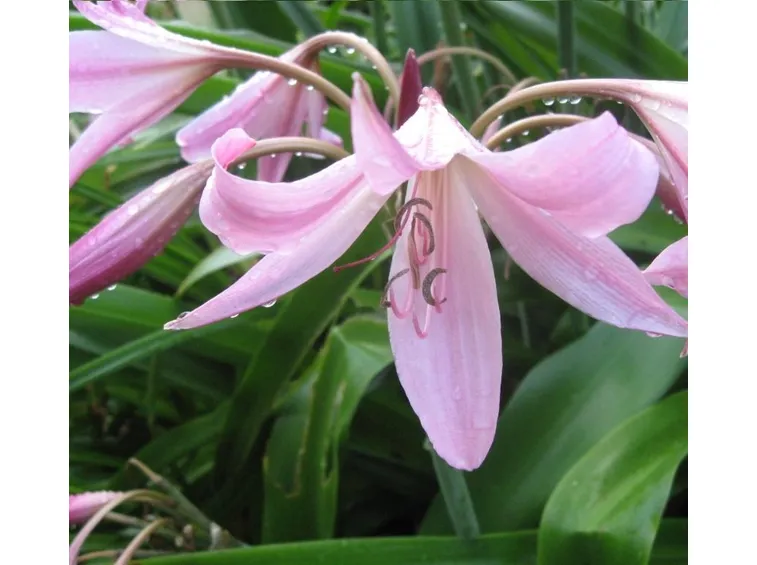 crinum 1