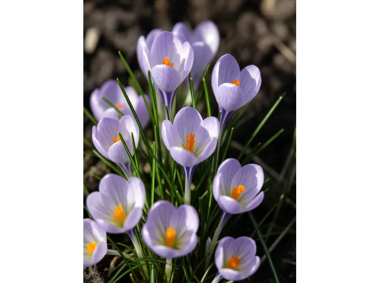 Crocus chrysanthus