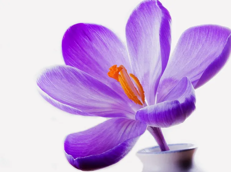 crocus