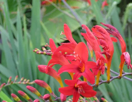 Crocosmia 