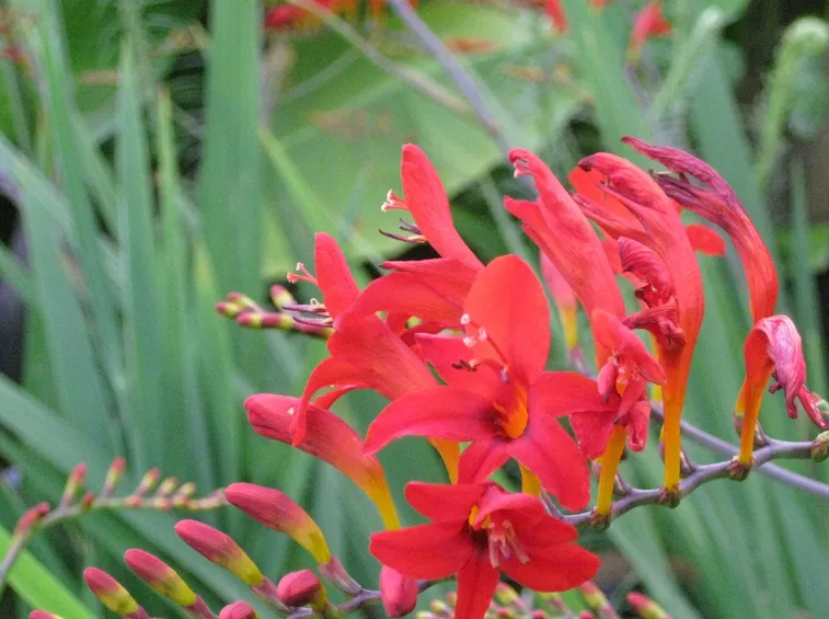 Crocosmia 