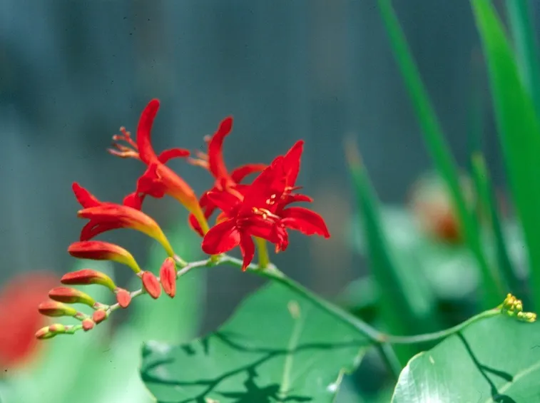 Crocosmia 