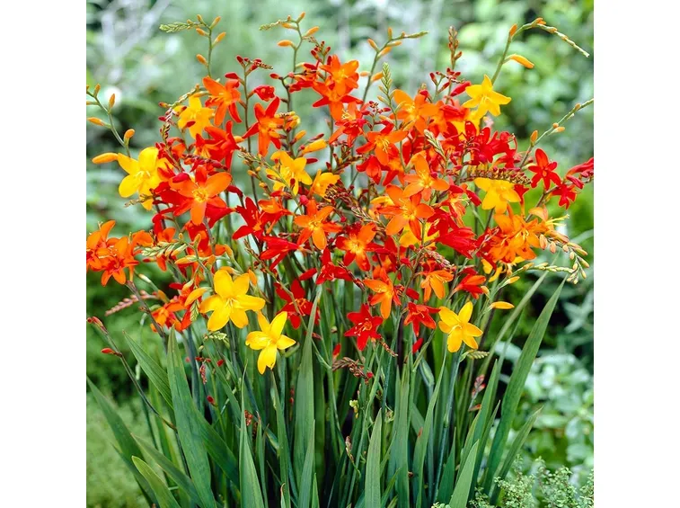 Crocosmia 