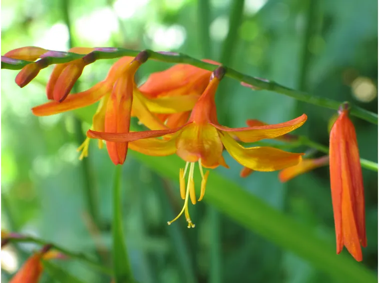 Crocosmia 