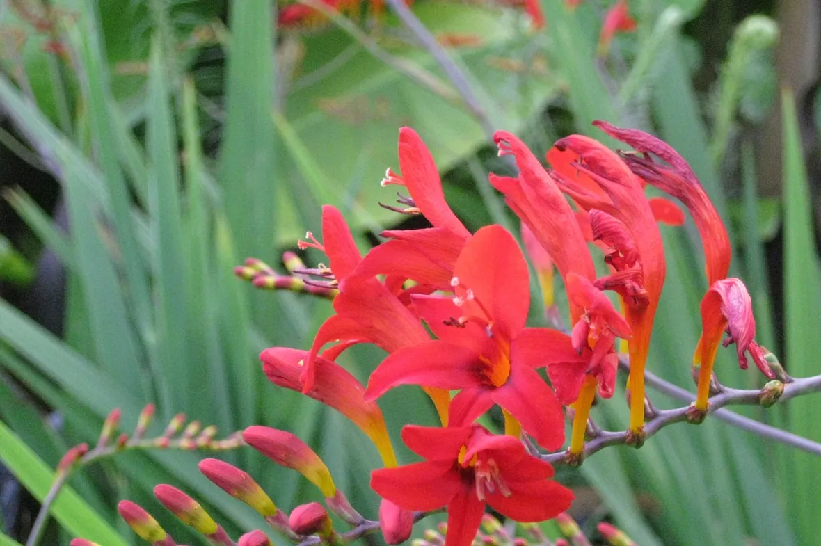Crocosmia 