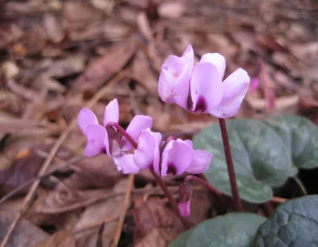 Ciclamino 