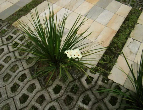 Dietes 