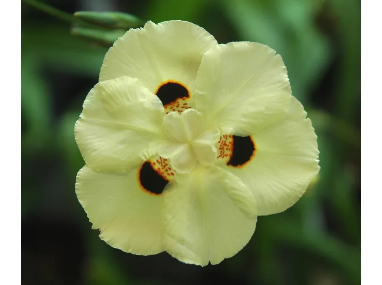 Dietes 