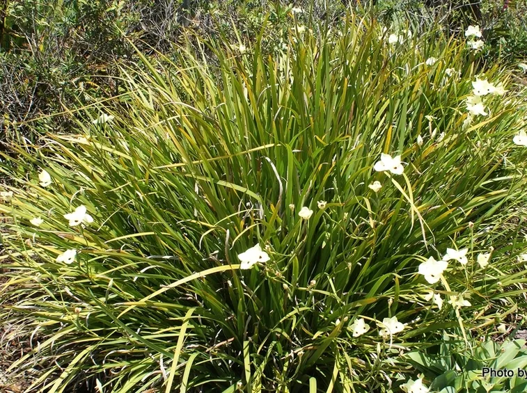 dietes