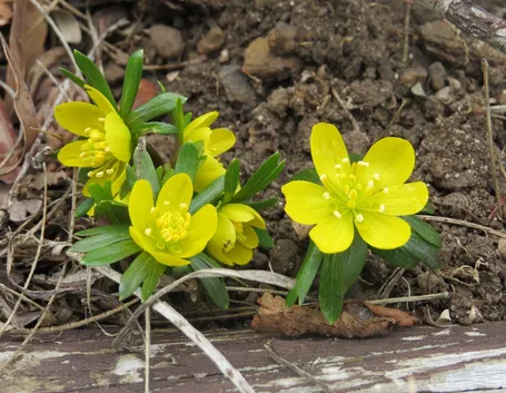 eranthis hyemalis 15004