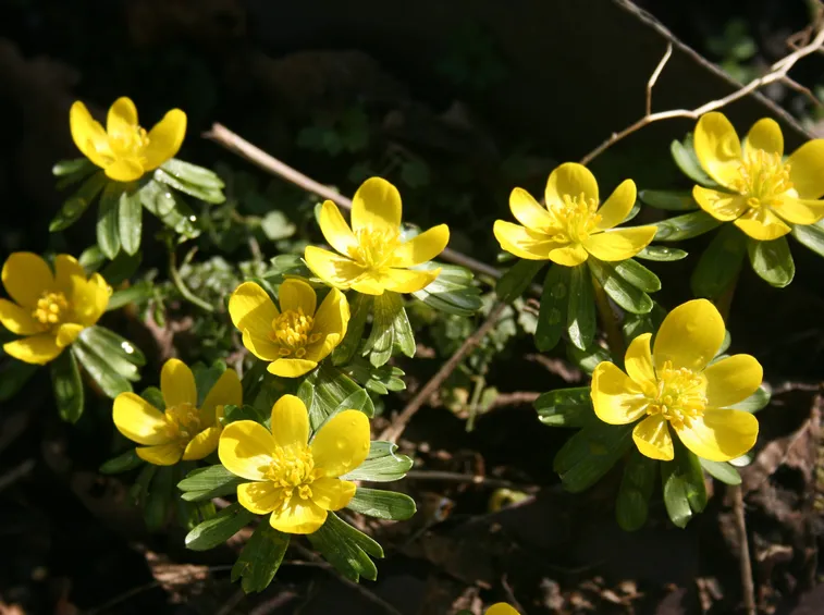 eranthis 