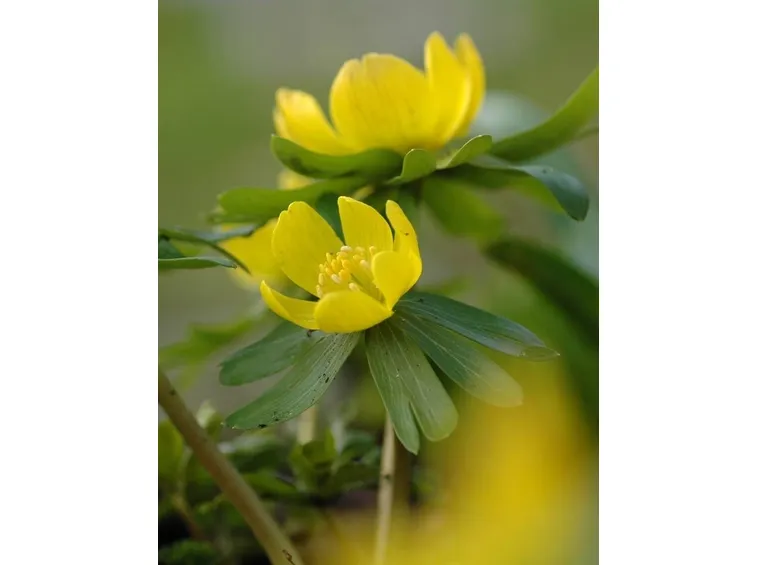 anemone