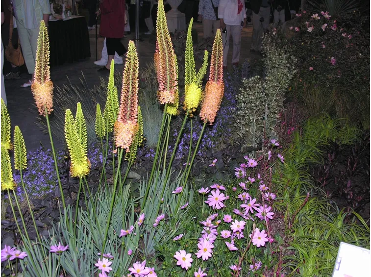 eremurus
