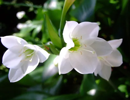 Eucharis 