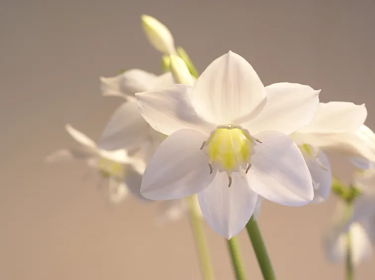 eucharis