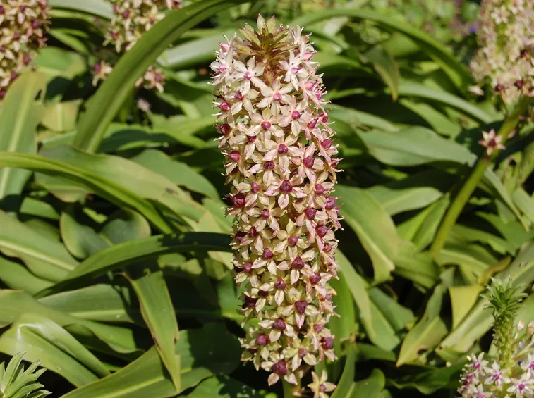 Eucomis 
