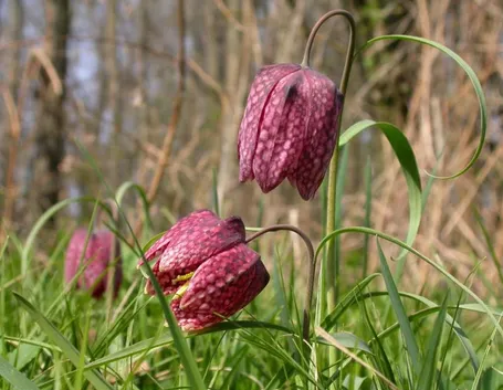 fritillaria meleagris alba