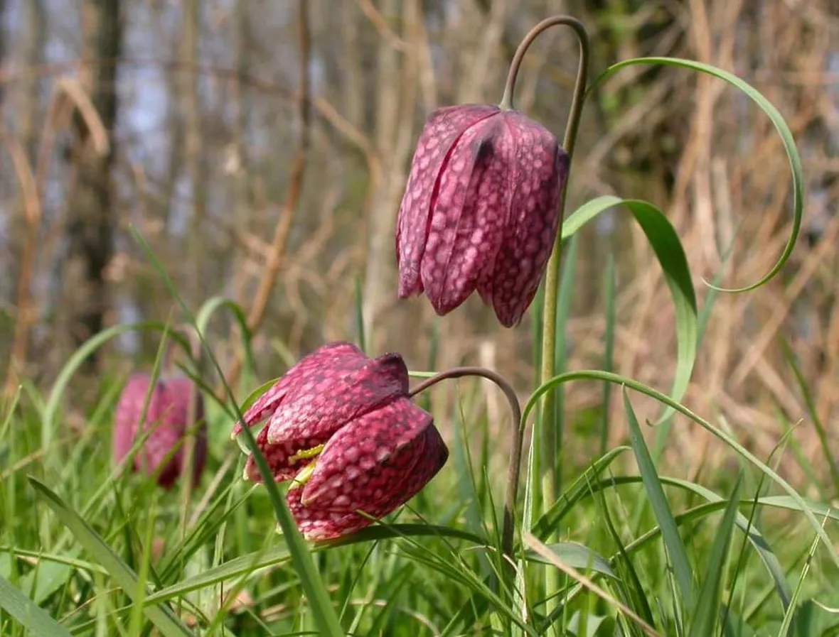 fritillaria meleagris alba
