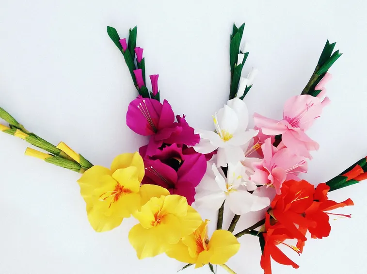 gladiolus palustris