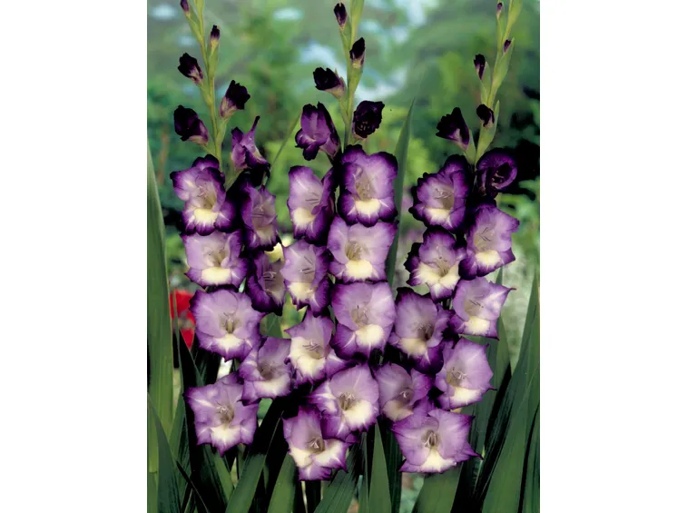gladiolus 
