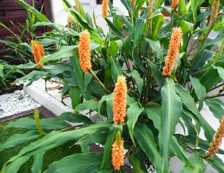 Hedychium 