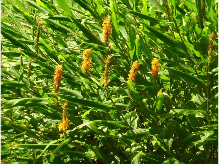 Hedychium 