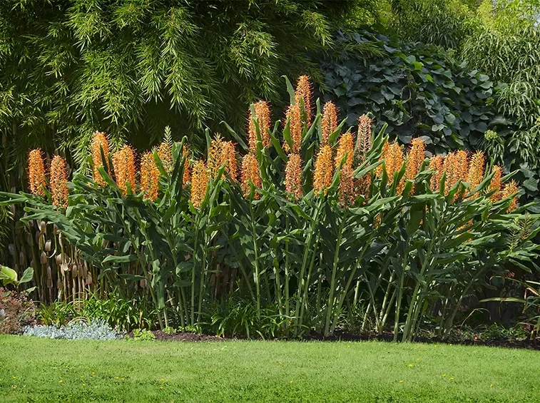 hedychium