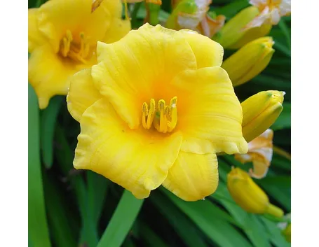 hemerocallis giallo
