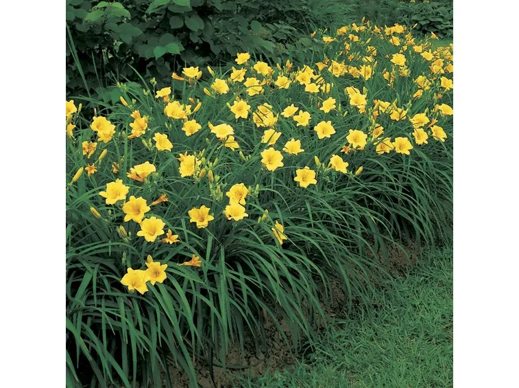 Hemerocallis