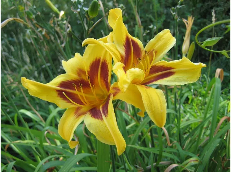hemerocallis bonanza