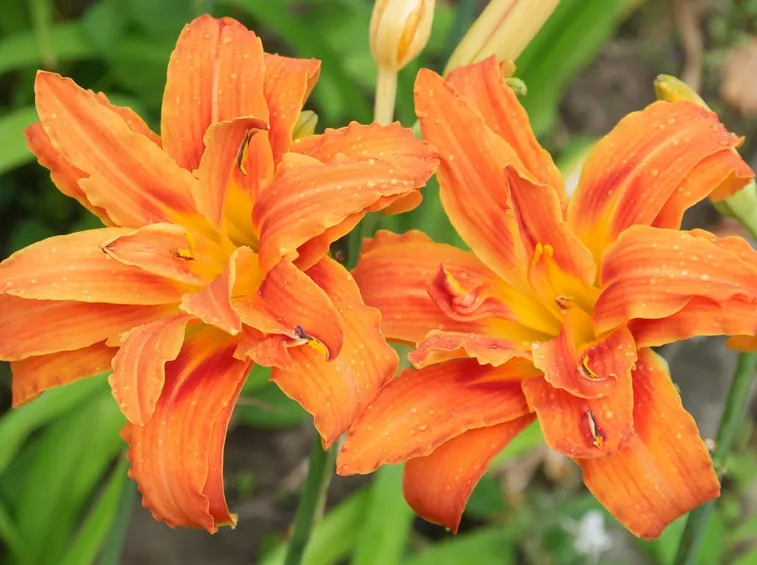 hemerocallis fulva