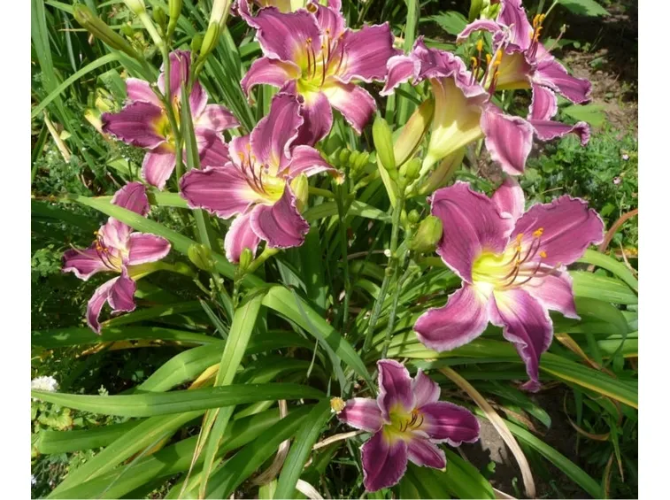 Hermerocallis 2