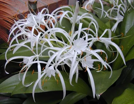 Hymenocallis 