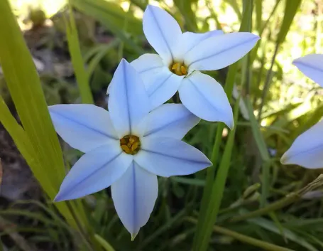 Ipheion