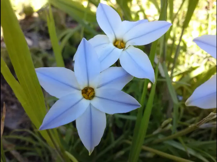 Ipheion
