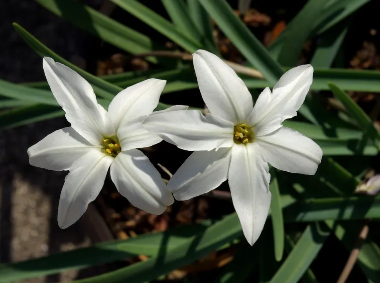 Ipheion 