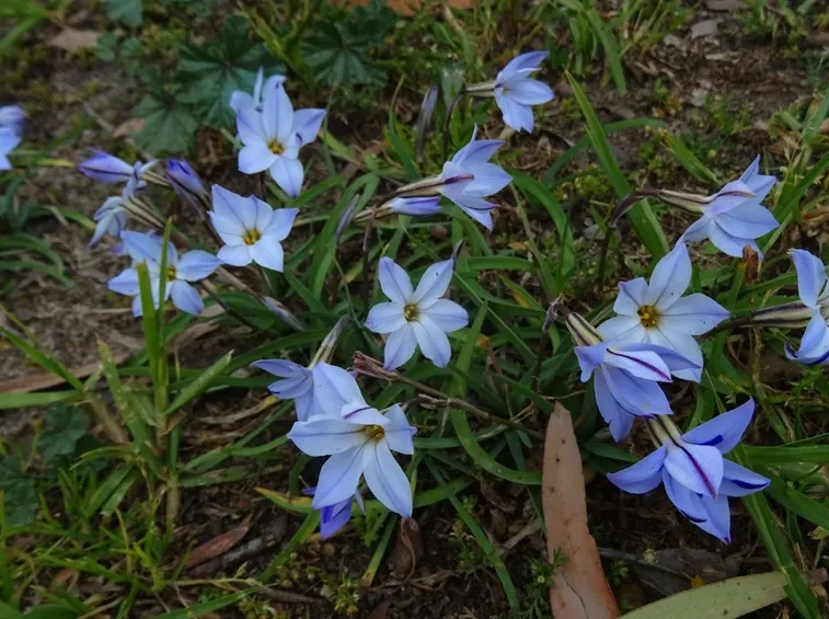 ipheion