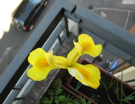 Iris 