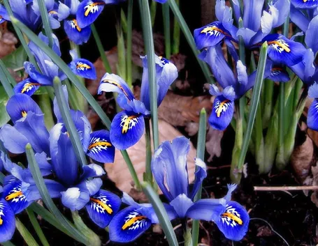 iris reticulata