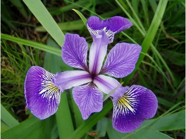 iris reti harmony