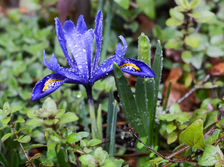 iris reticulata