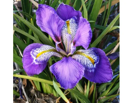 Iris 
