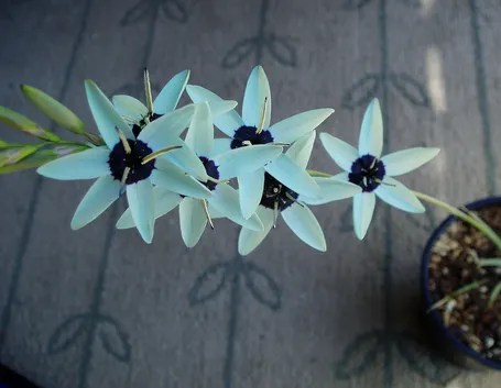 Ixia 