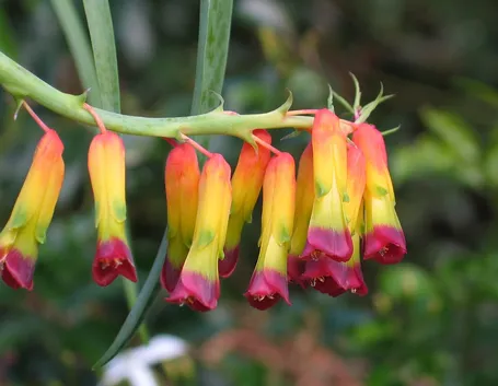 Lachenalia 