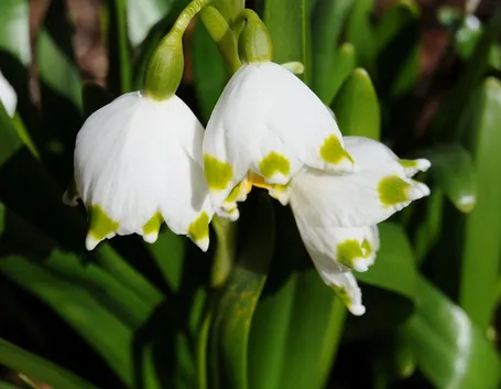 leucojum aestivum